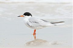 Forster's Tern